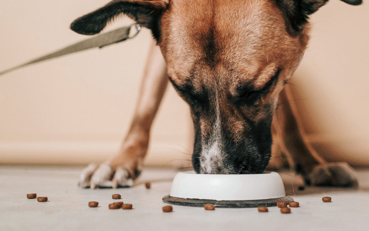 Kibble vs. Raw The Dog Food Debate Top Dog Food & Supply