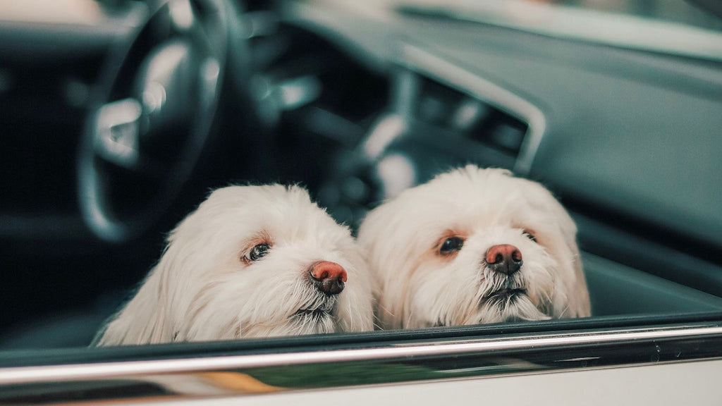 White Long Coated Small Dog in Car