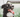 Allergies in Dogs: What You Should Know