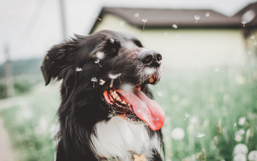 Allergies in Dogs: What You Should Know