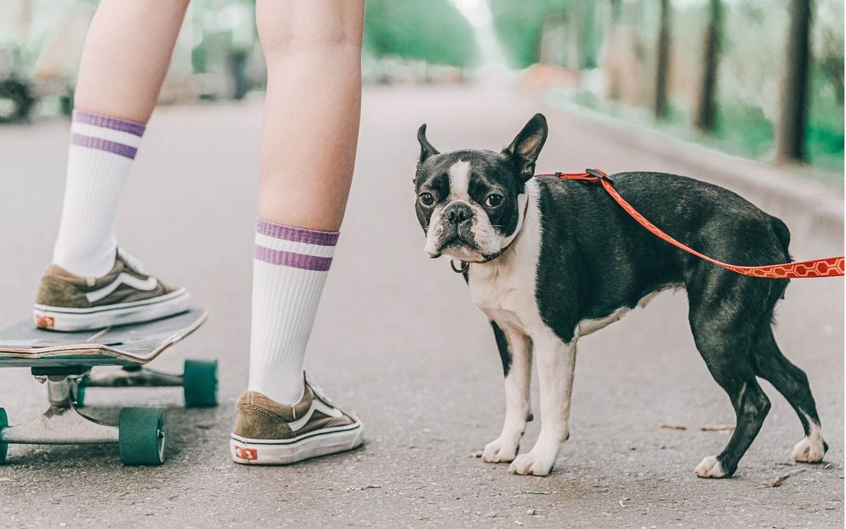 first-day-of-school-raw-dog-food-top-dog-food-supply