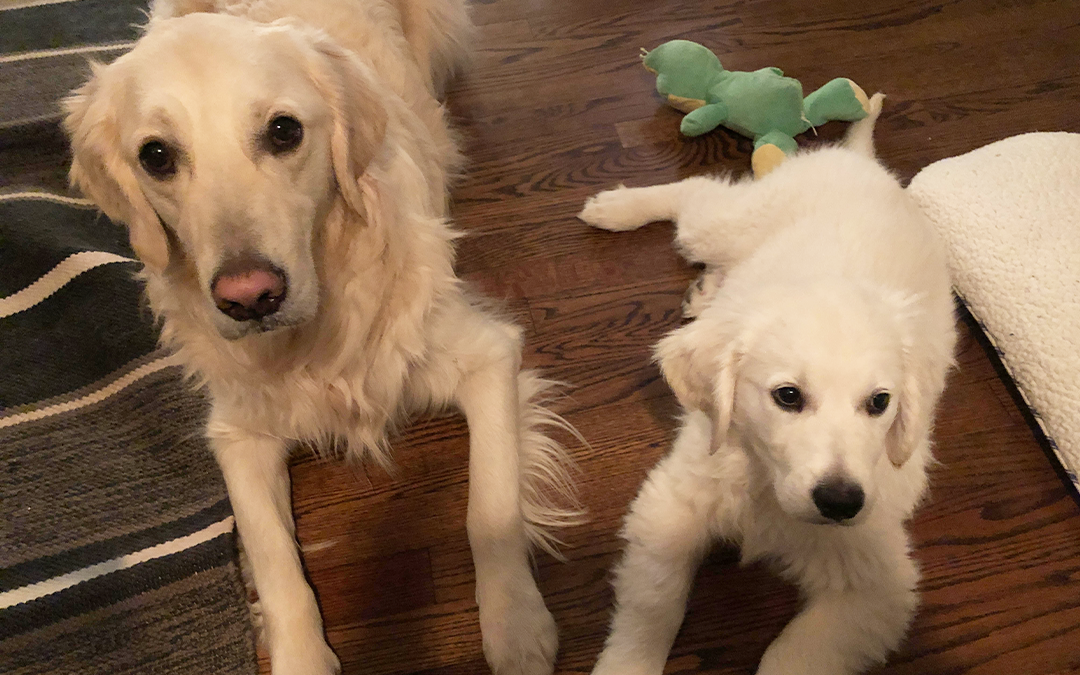 Charlie & Leo Top Dog Food & Supply