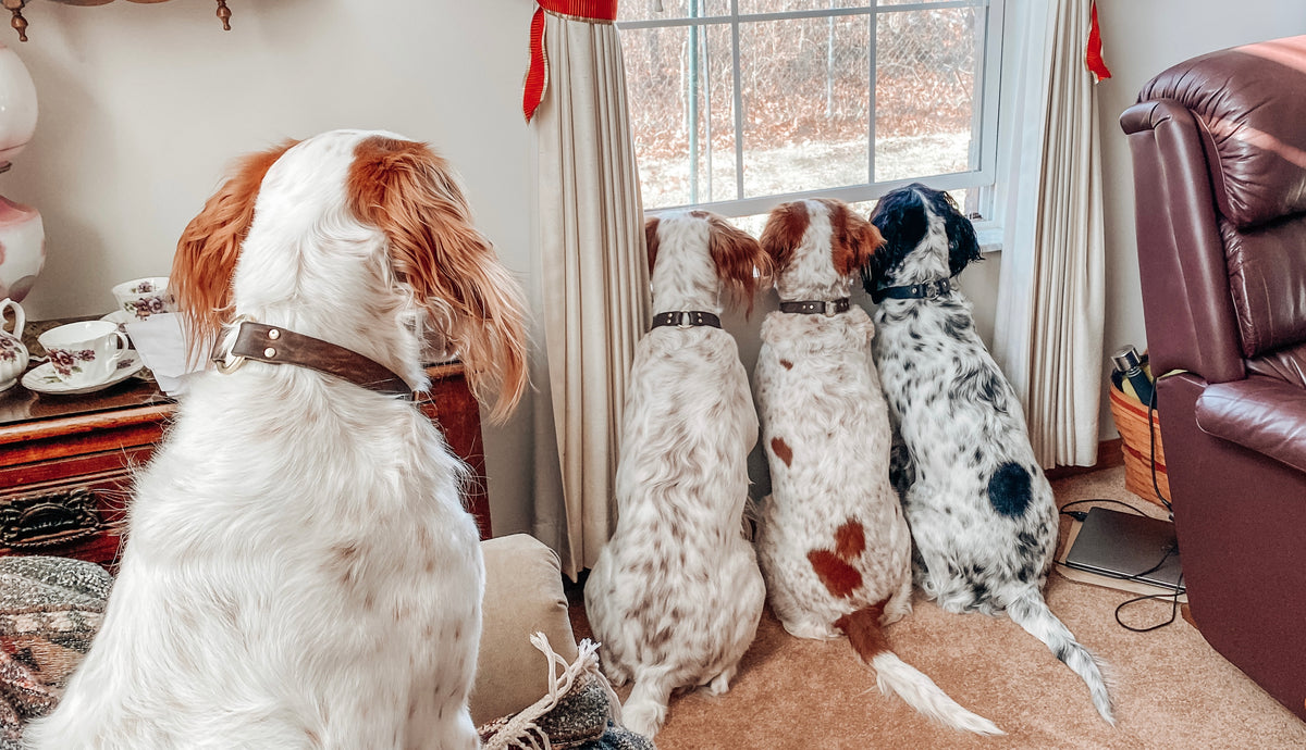 Spice, Bandit, Blue & HarleyQuinn Top Dog Food & Supply