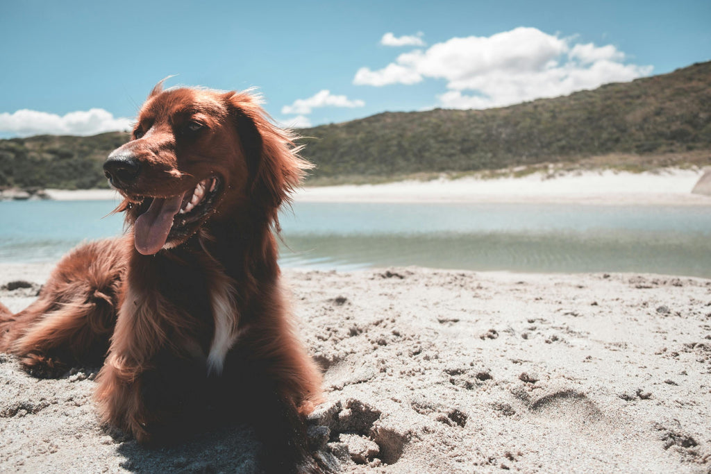 Why Fish is a Superfood for Your Dog