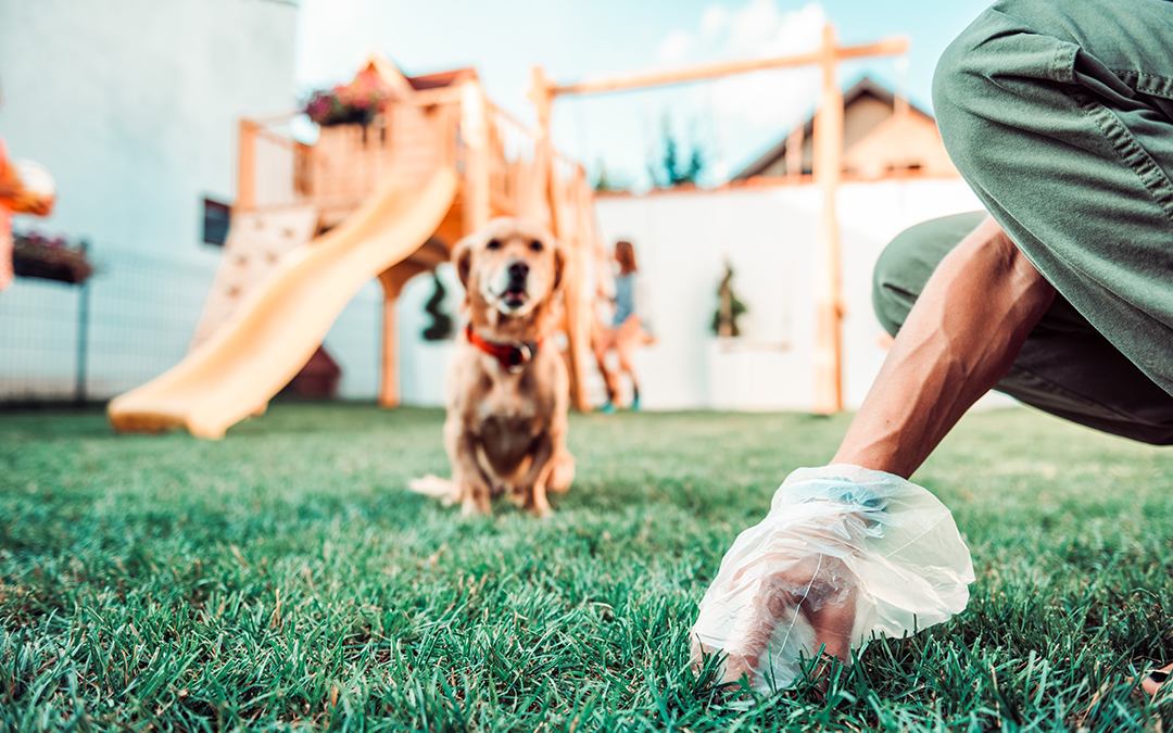 POOP and What it Means for Your Dog (Poop Chart Inside!) Top Dog Food