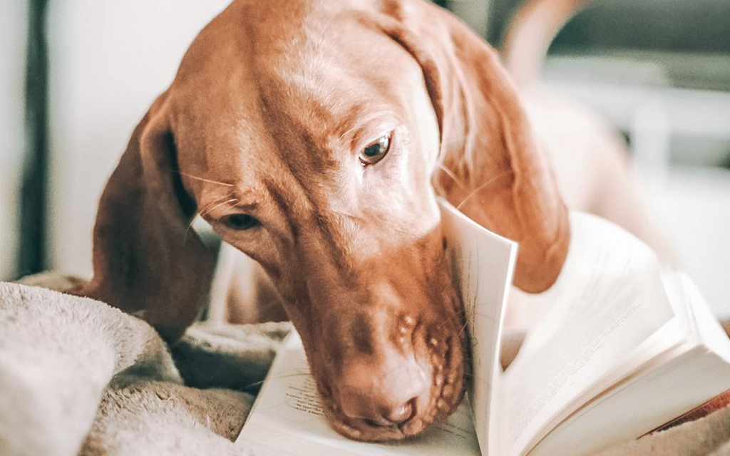 Dog flicking through book pages with its snout