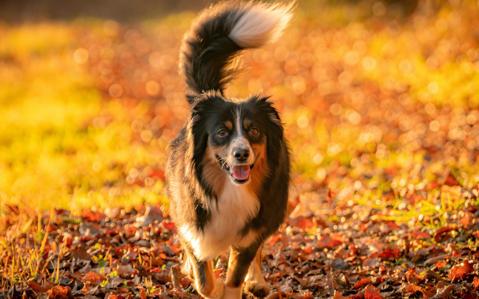 10 Tips to Get Your Pup Fall-Ready – Top Dog Food & Supply