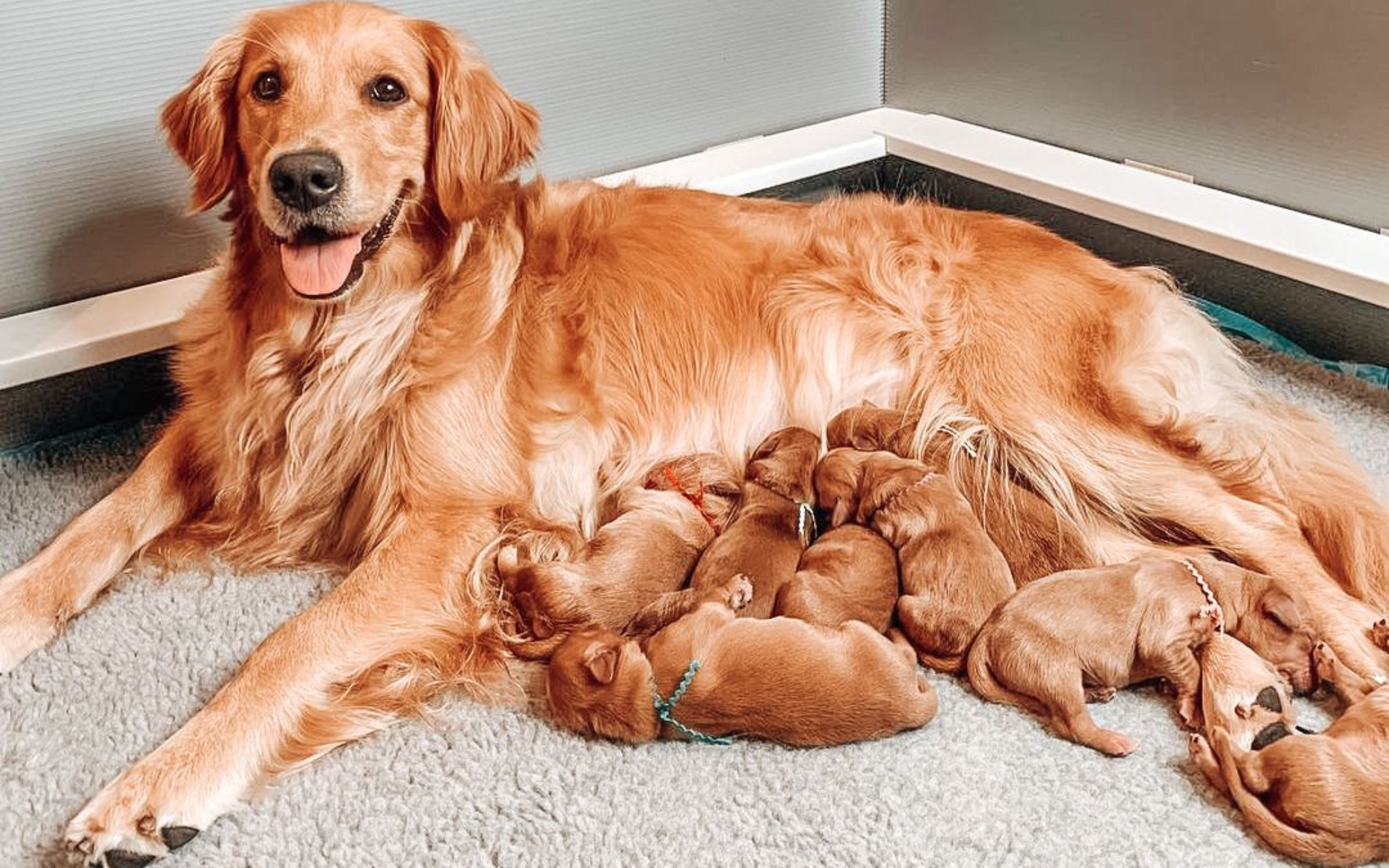 Weaning dog sales off raw diet