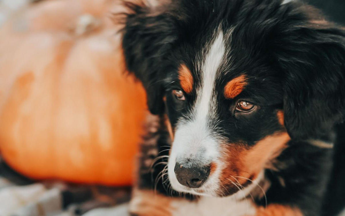 Offal Organs Why Feed Your Dog Raw Organs? Top Dog Food & Supply