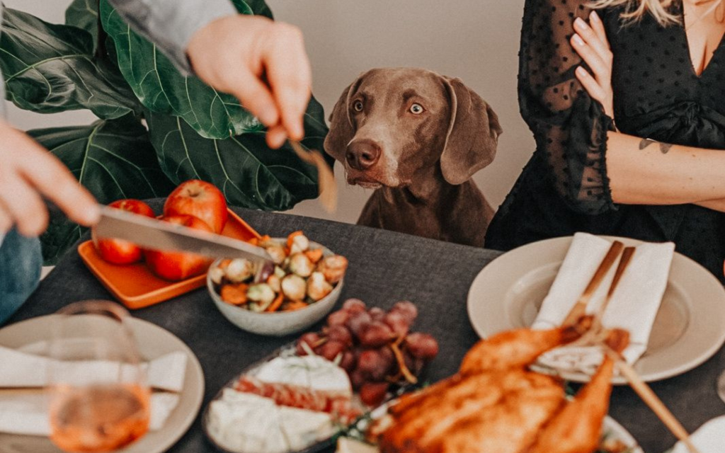 Foolproof Festive Season: Thanksgiving Tips for Preparing Anxious Pups