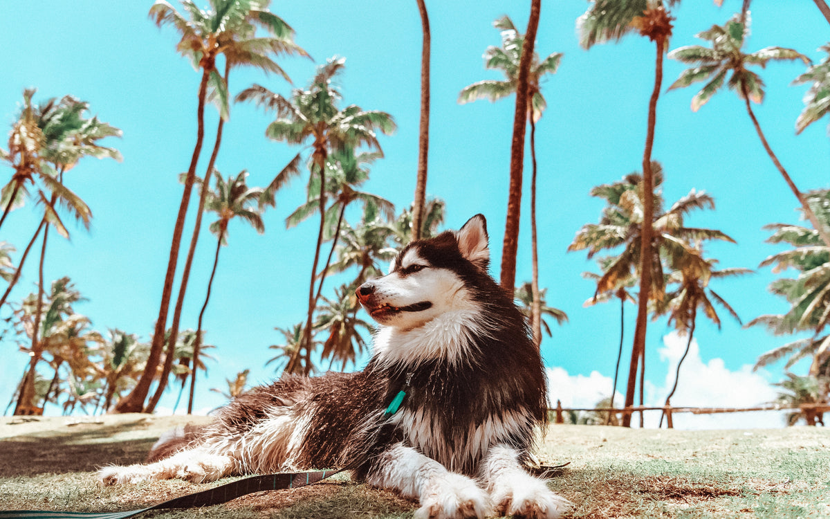 Protect Your Pack with Our Sizzling Summer Care Guide Top Dog Food