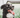 Allergies in Dogs: What You Should Know