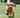 7 Day Pup-Thrive Challenge