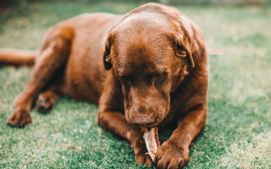 Give a Dog a Bone: Myths, Truths and Benefits for Happy and Healthy Pups