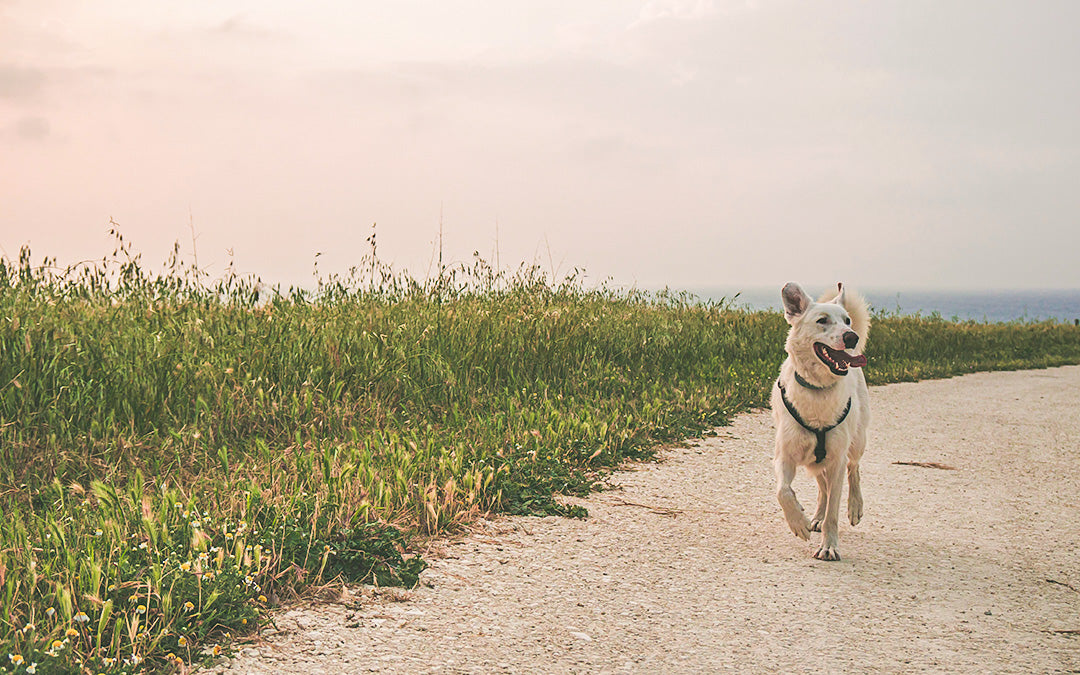 Green tripe for hotsell dogs with kidney disease