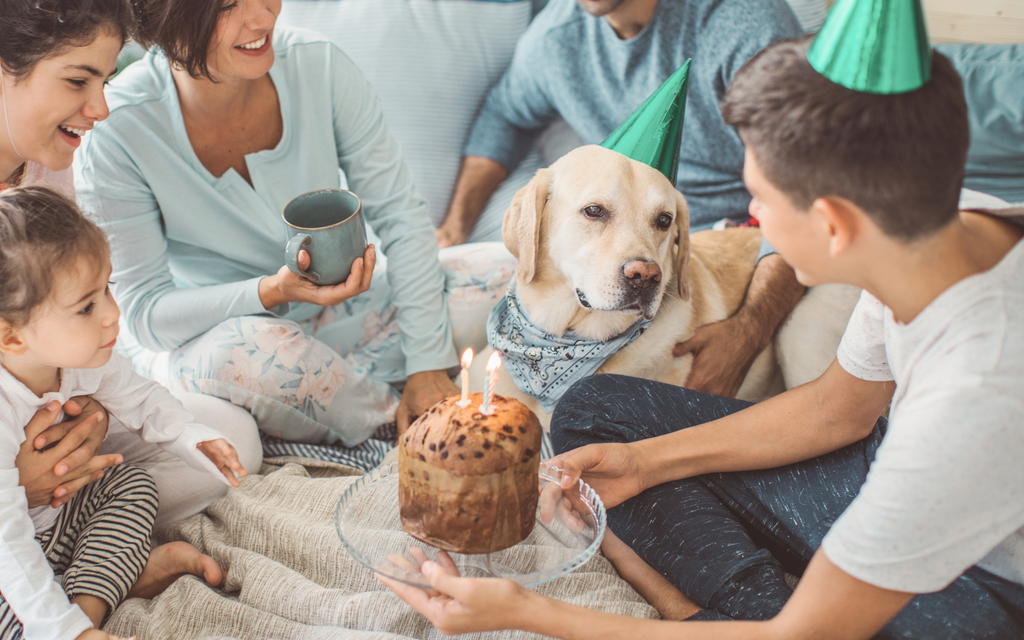 Gift Ideas For Your Dog's Birthday