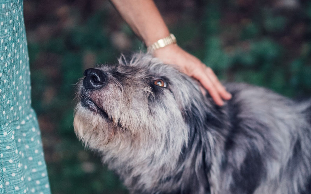 Thriving in the Golden Years: Raw Feeding for Our Senior Four-Legged Friends