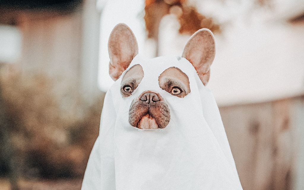 7 Easy DIY Halloween Costumes for Dogs
