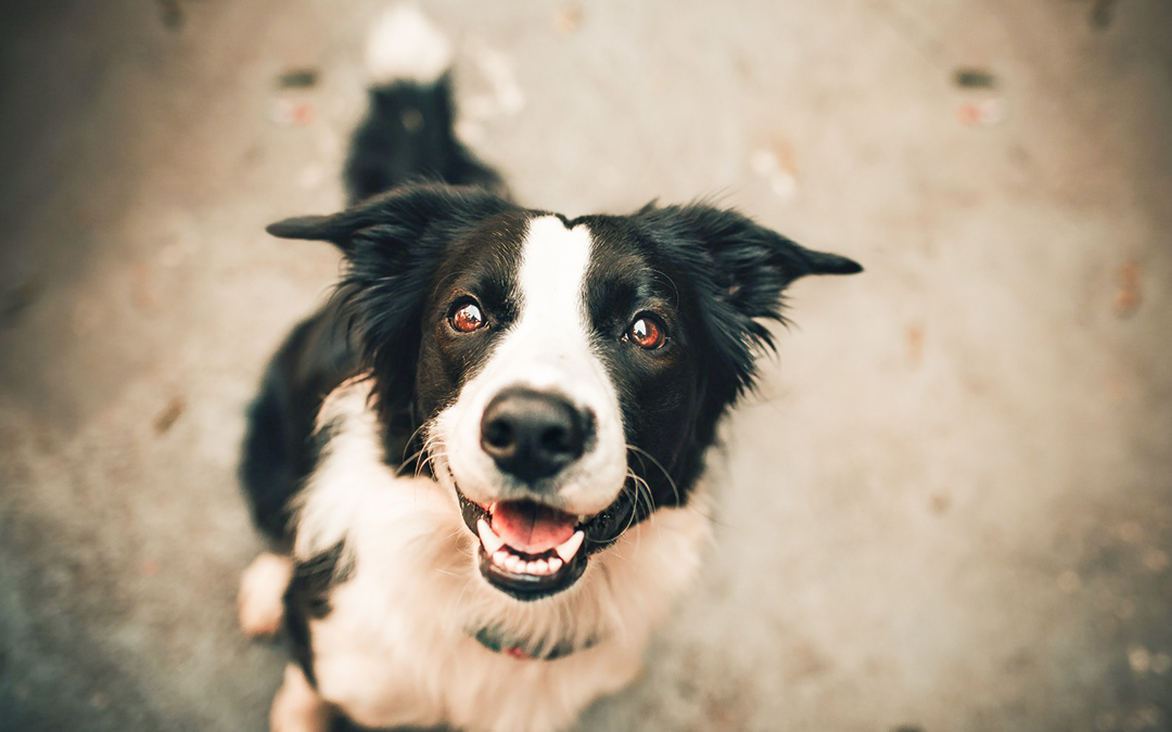 The Top 10 Benefits Of A Raw Diet For Your Pet Top Dog Food Supply