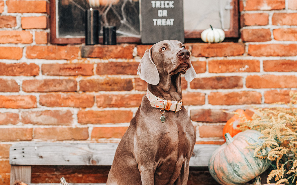 Trick or TREAT... Our top 5 best-selling all natural dog treats