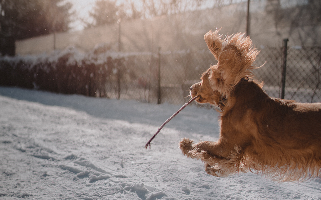 8 Ways to Prep for Winter (for You and Your Pup!)
